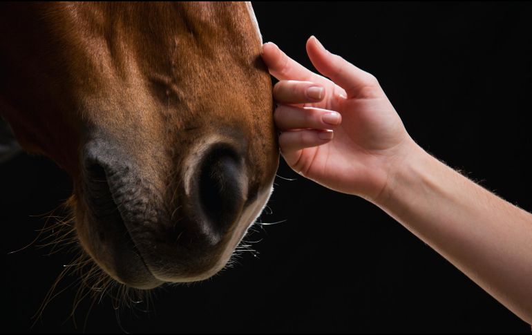 Comprender mejor estos mecanismos es un elemento importante del bienestar equino, de la seguridad y de la eficacia de los entrenamientos. ESPECIAL / CANVA