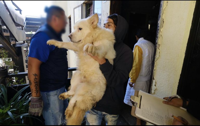 Los perros rescatados fueron trasladados a las instalaciones de Protección Animal Guadalajara. ESPECIAL / Fiscalía de Jalisco