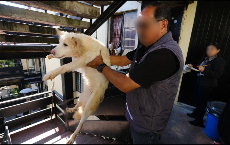 Los perros rescatados fueron trasladados a las instalaciones de Protección Animal Guadalajara. ESPECIAL / Fiscalía de Jalisco