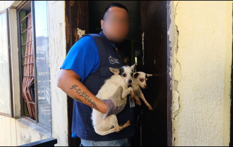 Los perros rescatados fueron trasladados a las instalaciones de Protección Animal Guadalajara. ESPECIAL / Fiscalía de Jalisco