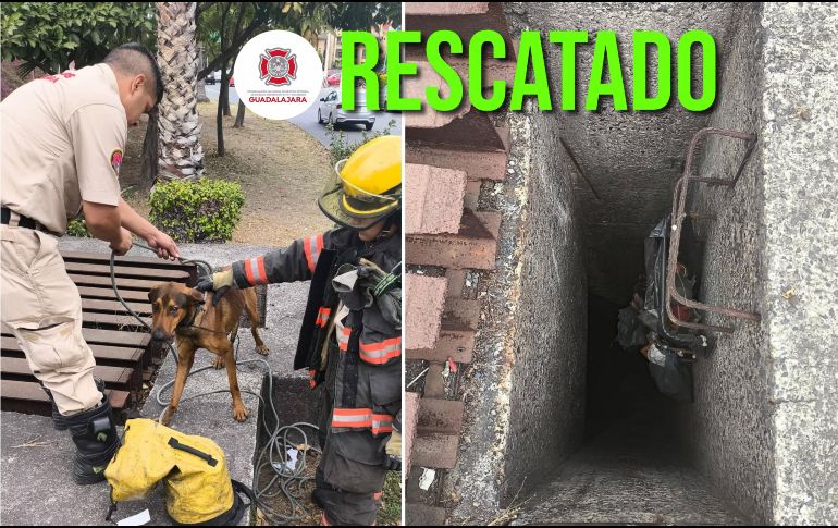 Protección Civil y Bomberos de Guadalajara reafirmó su compromiso de mantener la seguridad de todos los seres vivos en el municipio. ESPECIAL / FACEBOOK Protección Civil y Bomberos Guadalajara