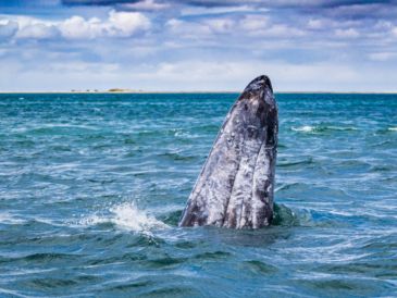 Abrazada por el Mar de Cortés, La Paz se ha ido reinventando en los últimos años, enriqueciendo su baraja turística y mostrando nuevas opciones para el viajero que se aventura a descubrir su malecón. CORTESÍA