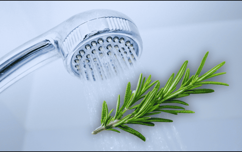 Para aprovechar al máximo sus efectos, se recomienda colgar una ramita fresca cerca de la regadera o colocarla en un recipiente seco. ESPECIAL / CANVA