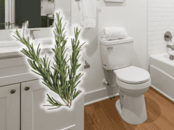 El romero es una planta aromática ampliamente utilizada en la cocina y la medicina tradicional, pero sus propiedades van mucho más allá. ESPECIAL/Canva