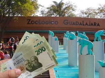 El Zoológico Guadalajara está ubicado en la Barranca de Huentitán, y es una opción ideal para planes familiares, escolares y turísticos. ESPECIAL / EL INFORMADOR y CANVA