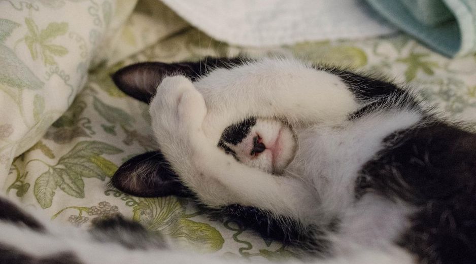 Los gatos utilizan su cuerpo como principal forma de comunicación, y uno de los gestos que más curiosidad provoca en sus dueños es cuando tocan la cara con su pata. Pixabay