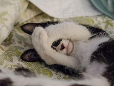 Los gatos utilizan su cuerpo como principal forma de comunicación, y uno de los gestos que más curiosidad provoca en sus dueños es cuando tocan la cara con su pata. Pixabay