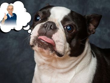 El Boston terrier, una raza de pelo corto y mantenimiento sencillo, se adaptan bien a departamentos o casas pequeñas y disfrutan de la compañía sin demandar largas sesiones de ejercicio. ESPECIAL / CANVA