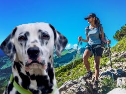 El Dálmata es una raza con gran capacidad aeróbica, por lo que es una de las opciones recomendadas para personas que gustan de hacer ejercicio. ESPECIAL / CANVA