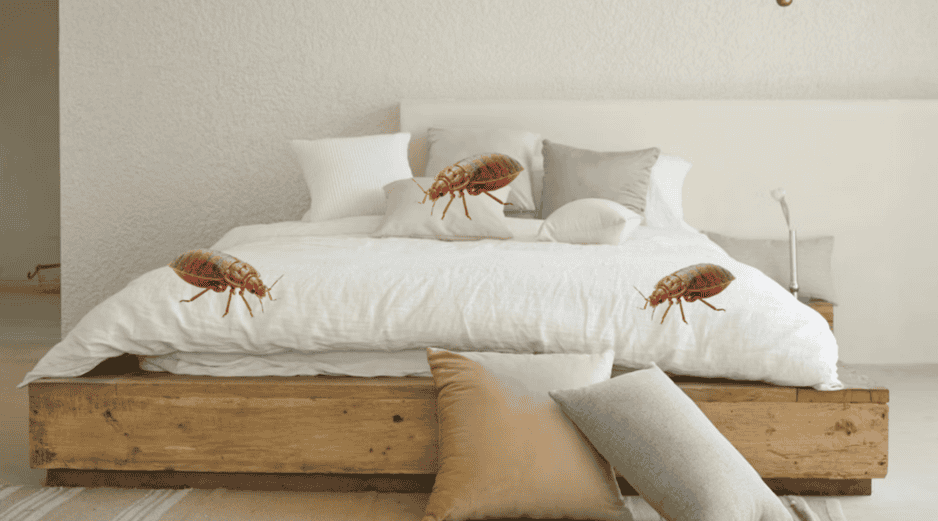 Siguiendo estos pasos puedes eliminar las chinches de tu colchón. UNSPLASH / DECONOVO