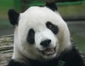 El panda gigante es considerado un símbolo global de conservación y protección de la biodiversidad. CANVA