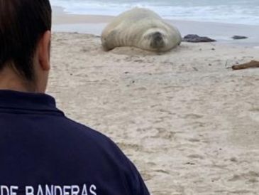Autoridades reiteraron el llamado a la población a no acercarse, no tocar ni alimentar al animal y a seguir en todo momento las indicaciones del personal en sitio. FACEBOOK / Protección Civil y Bomberos de Bahía de Banderas