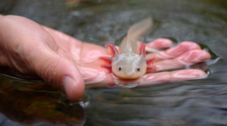 En México se encuentran 16 de las 33 especies diferentes de este anfibio, esto quiere decir que, el 50% de todas las especies que existen en el planeta, están aquí. PIXABAY