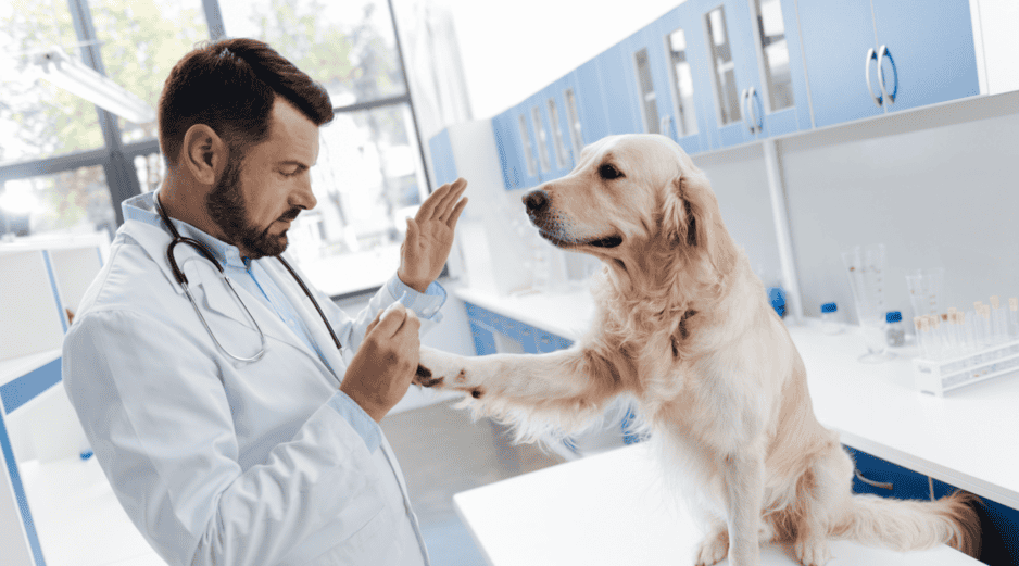 El desarrollo de esta píldora antienvejecimiento abre nuevas perspectivas en el cuidado de los perros mayores, enfocadas no en prolongar la vida de manera indefinida, sino en mejorar su bienestar durante las etapas finales, siempre bajo un manejo responsable y supervisión profesional. CANVA