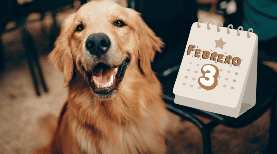 Es un perro sociable, paciente y con gran disposición para el aprendizaje, lo que facilita su adiestramiento y convivencia familiar. CANVA