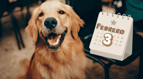 Es un perro sociable, paciente y con gran disposición para el aprendizaje, lo que facilita su adiestramiento y convivencia familiar. CANVA