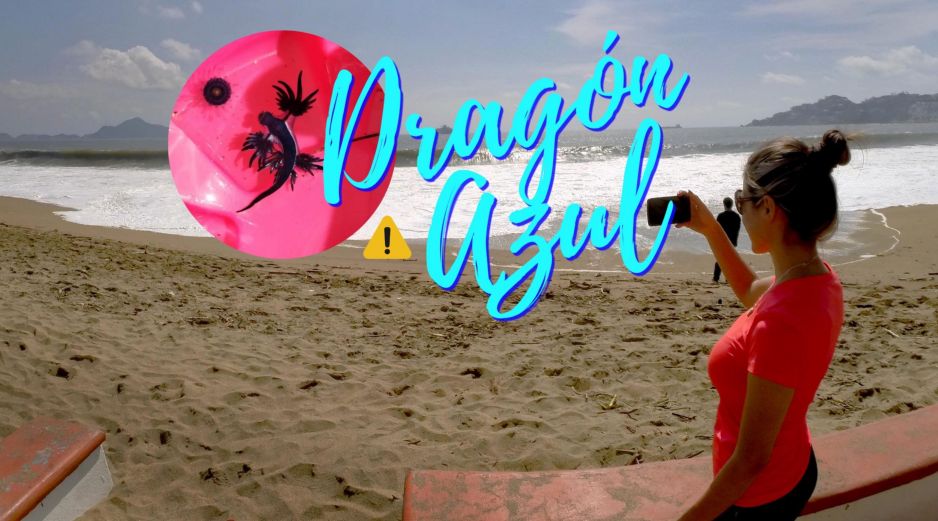 El dragón azul fue avistado en playas de Manzanillo. SUN / ARCHIVO