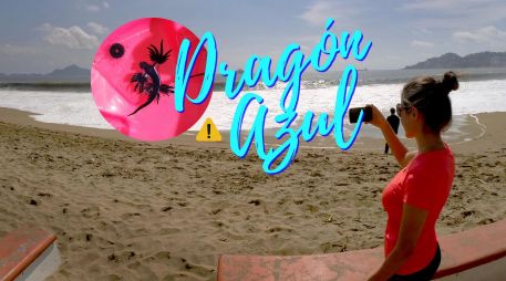 El dragón azul fue avistado en playas de Manzanillo. SUN / ARCHIVO