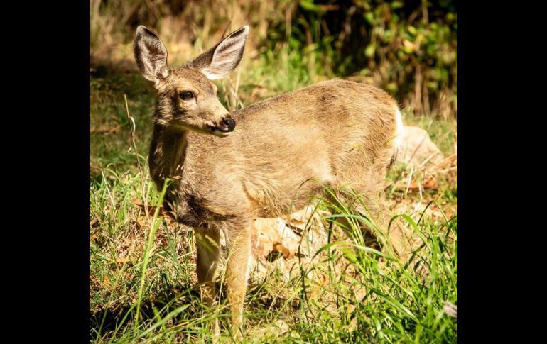 Los ciervos de las Islas Catalina son una parte valiosa del equilibrio del ecosistema paisajístico natural y cultural de la isla. EFE/SAVE THE CATALINA ISLAND DEER /N. Morrow