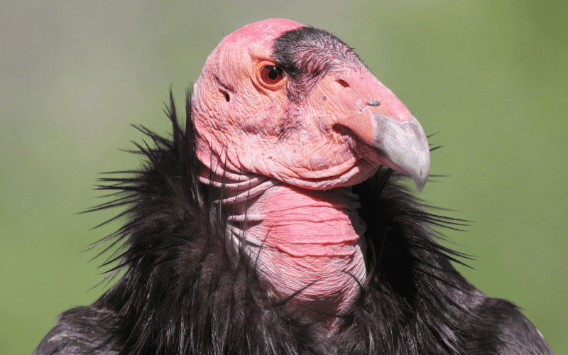 La población disminuyó de manera constante durante el siglo XX hasta que se sabe que sólo existen 22 cóndores de California en el mundo. CANVA