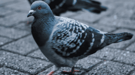 Las palomas espías se distinguen fácilmente por el momento: un cable sale de su cabeza y lo conecta con una mochila a su espalda, que contiene una batería solar, y una cámara en el pecho. ESPECIAL/Canva