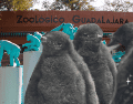 Te recordamos que el Zoológico Guadalajara se encuentra muy cerca de la Barranca de Huentitán. ESPECIAL/ EL INFORMADOR/ ARCHIVO