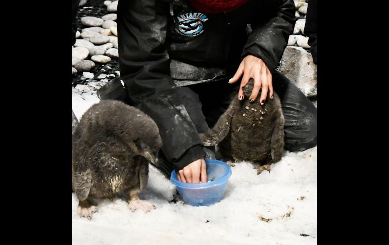Te recordamos que el Zoológico Guadalajara se encuentra muy cerca de la Barranca de Huentitán. ESPECIAL/ Zoológico Guadalajara