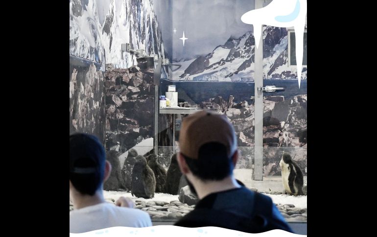 Te recordamos que el Zoológico Guadalajara se encuentra muy cerca de la Barranca de Huentitán. ESPECIAL/ Zoológico Guadalajara