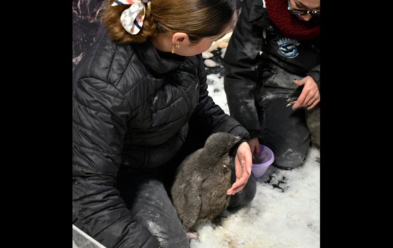 Te recordamos que el Zoológico Guadalajara se encuentra muy cerca de la Barranca de Huentitán. ESPECIAL/ Zoológico Guadalajara