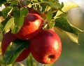La manzana es fácil de conseguir en nuestro país y práctica para llevarse en la bolsa o mochila. ESPECIAL / CANVA