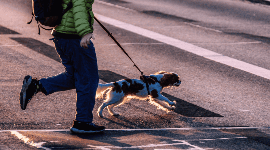 Salir con un perro a la calle sin correa puede provocar incidentes con otras mascotas, niños e incluso con personas de la tercera edad. CANVA