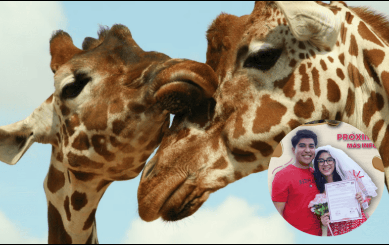 La ceremonia se realizará el sábado 14 de febrero en el Jardín Cabús. ESPECIAL/ Unsplash/ Facebook/ Zoológico de Morelia 