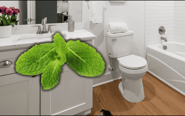 La mayoría de estas plantas prefieren luz indirecta o sombra, una condición común en los baños. ESPECIAL/Canva