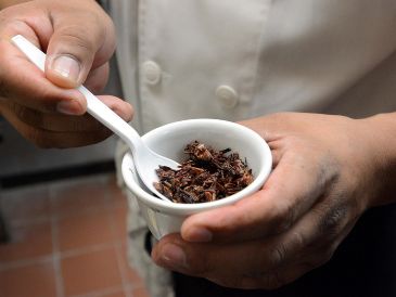 Esto es lo que pasa si se comen chapulines a menudo. NTX / ARCHIVO