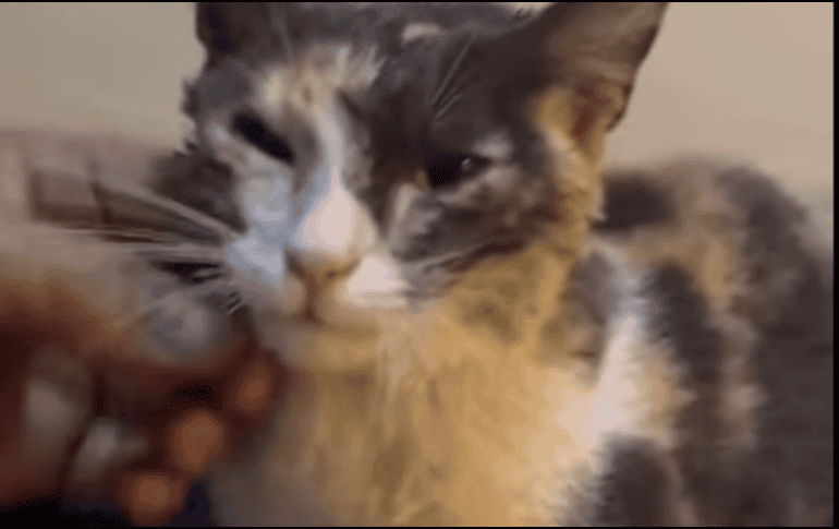 La gatita estaba atrapada en una alcantarilla en las calles Esteban Alatorre y Jarauta, en la colonia San Juan de Dios. CORTESÍA/ Protección Civil y Bomberos de Guadalajara