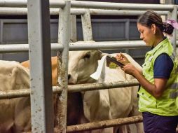 El cuidado sanitario del ganado bovino es clave para prevenir infestaciones y proteger la productividad pecuaria. ESPECIAL