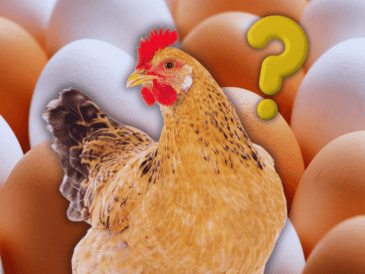 El color de la cáscara obedece única y exclusivamente a factores genéticos. ESPECIAL / CANVA