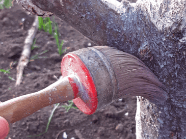 Pintar los árboles con cal es una medida sencilla que contribuye al cuidado y protección del arbolado, ayudando a mantenerlos sanos frente a condiciones climáticas adversas y a la presencia de insectos. CANVA