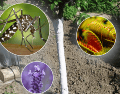 En comparación con insecticidas químicos estas alternativas son más amigables con el medio ambiente y aportan beneficios estéticos y aromáticos. PIXABAY/PRINTEREST/CANVA/ESPECIAL