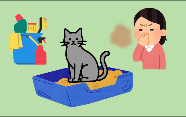 Los gatos deben bañarse al rededor de 3 veces al año, cada 3 o 4 meses, en especial si suelen salir de casa. CANVA