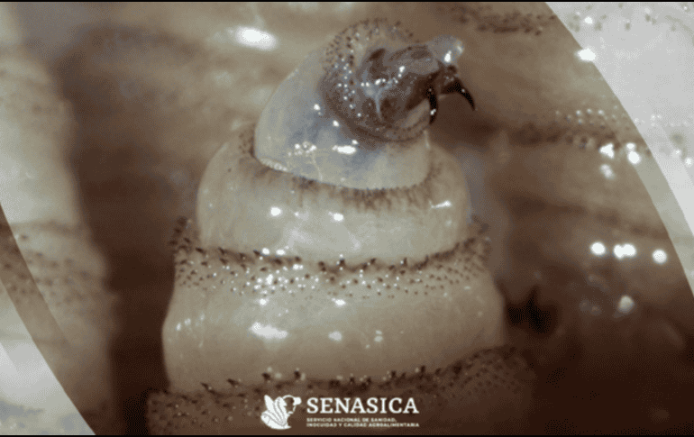 La miasis es una infestación producida por larvas de mosca que se alimentan de tejido vivo de los mamíferos y rara vez de las aves. Gobierno de México