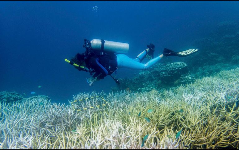 En los últimos 30 años la Tierra ha perdido el 50 % de los corales porque los océanos absorben la mayor parte del calor que se generan al quemar combustibles fósiles. EFE/Smithsonian/D. BURDICK