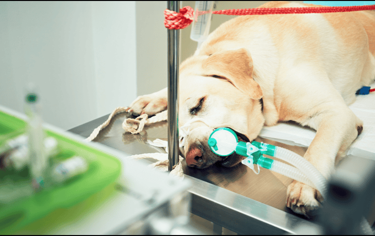 Según testimonios de vecinos, el atropellamiento habría sido intencional, por lo que lo calificaron como un acto de crueldad. ESPECIAL