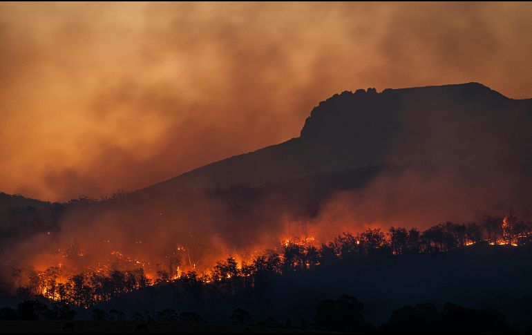 En la temporada actual 2025-2026, que comenzó el pasado septiembre, ya se han destruido más de 64.000 hectáreas. Unsplash