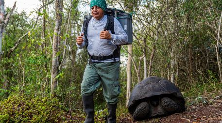 Las autoridades señalaron que cada animal pasó por protocolos de cuarentena y evaluaciones veterinarias para facilitar su monitoreo. EFE/MINISTERIO DE AMBIENTE Y ENERGIA