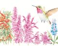 “Los colibríes de los bosques de Sierra Mazati y sus recursos florales” contiene ilustraciones de las especies mencionadas en él. CORTESÍA/Alejandra Lara