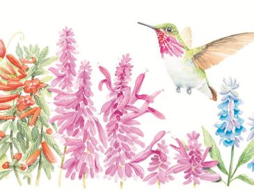 “Los colibríes de los bosques de Sierra Mazati y sus recursos florales” contiene ilustraciones de las especies mencionadas en él. CORTESÍA/Alejandra Lara