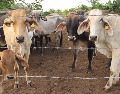 Para evitar la diseminación del GBG por movilización de animales, también se establecieron rutas itinerantes de verificación, puntos de inspección y tratamiento del ganado en tránsito. UNSPLASH.