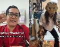Los Therian están invadiendo las redes sociales. ESPECIAL / TikTok