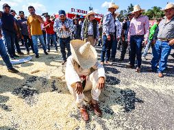 México consume más de 47 mil toneladas de maíz anualmente de las cuales se importan alrededor de 25 mil. EL INFORMADOR/ARCHIVO